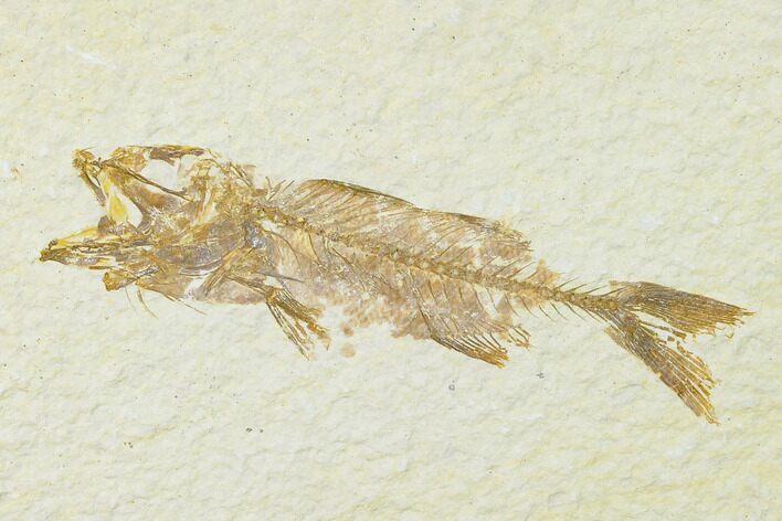 Juvenile Mioplosus Fossil Fish - Wyoming #136868